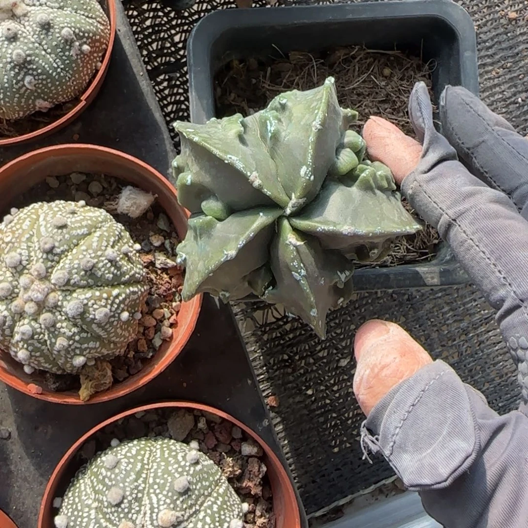 㻏****无花朵核桃方盆单头