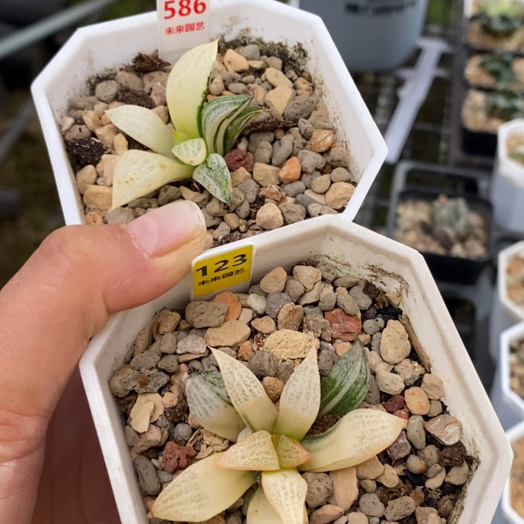 我***你青蟹寿锦一物一图