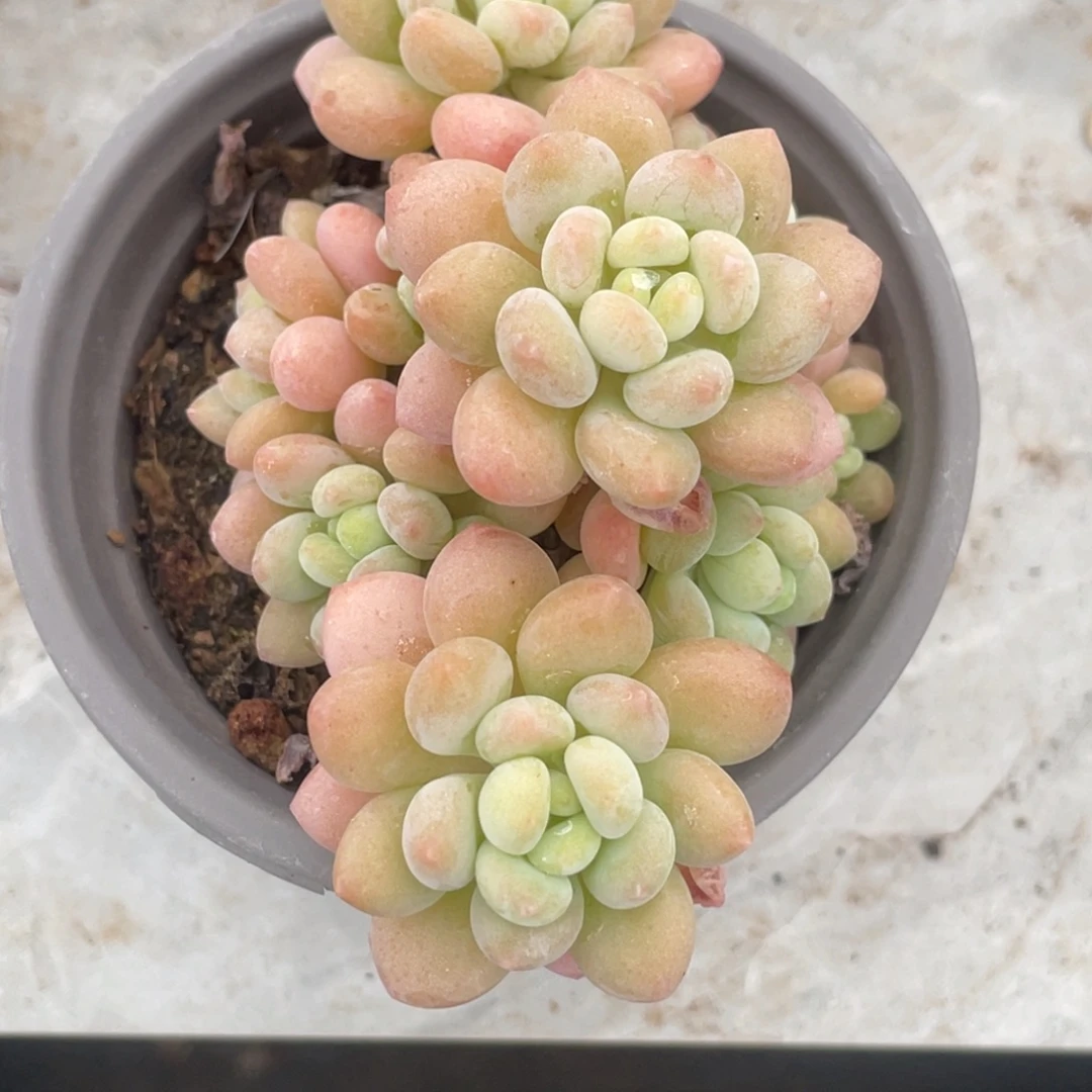 鱼子酱小群生满35包邮