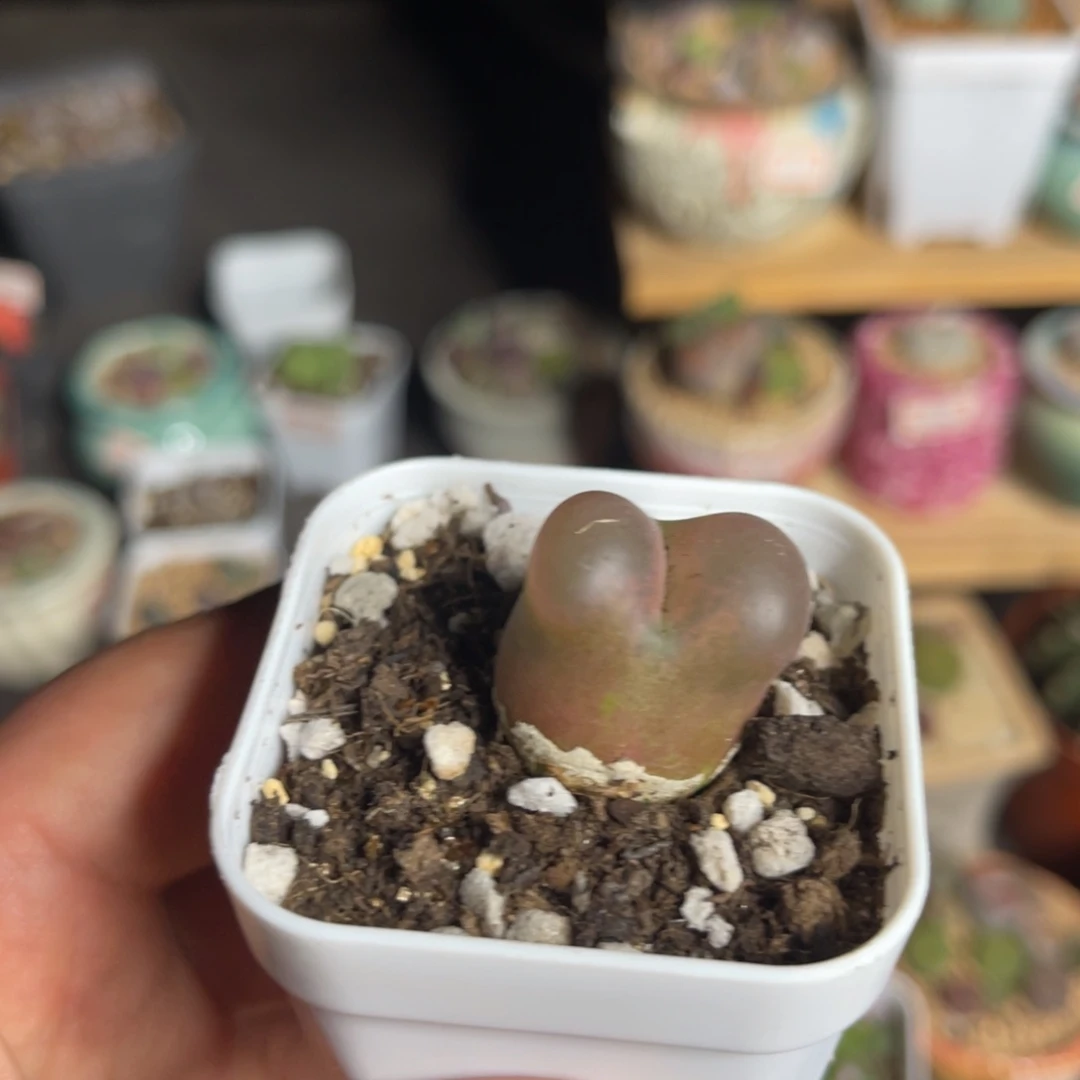多肉植物一物一拍15