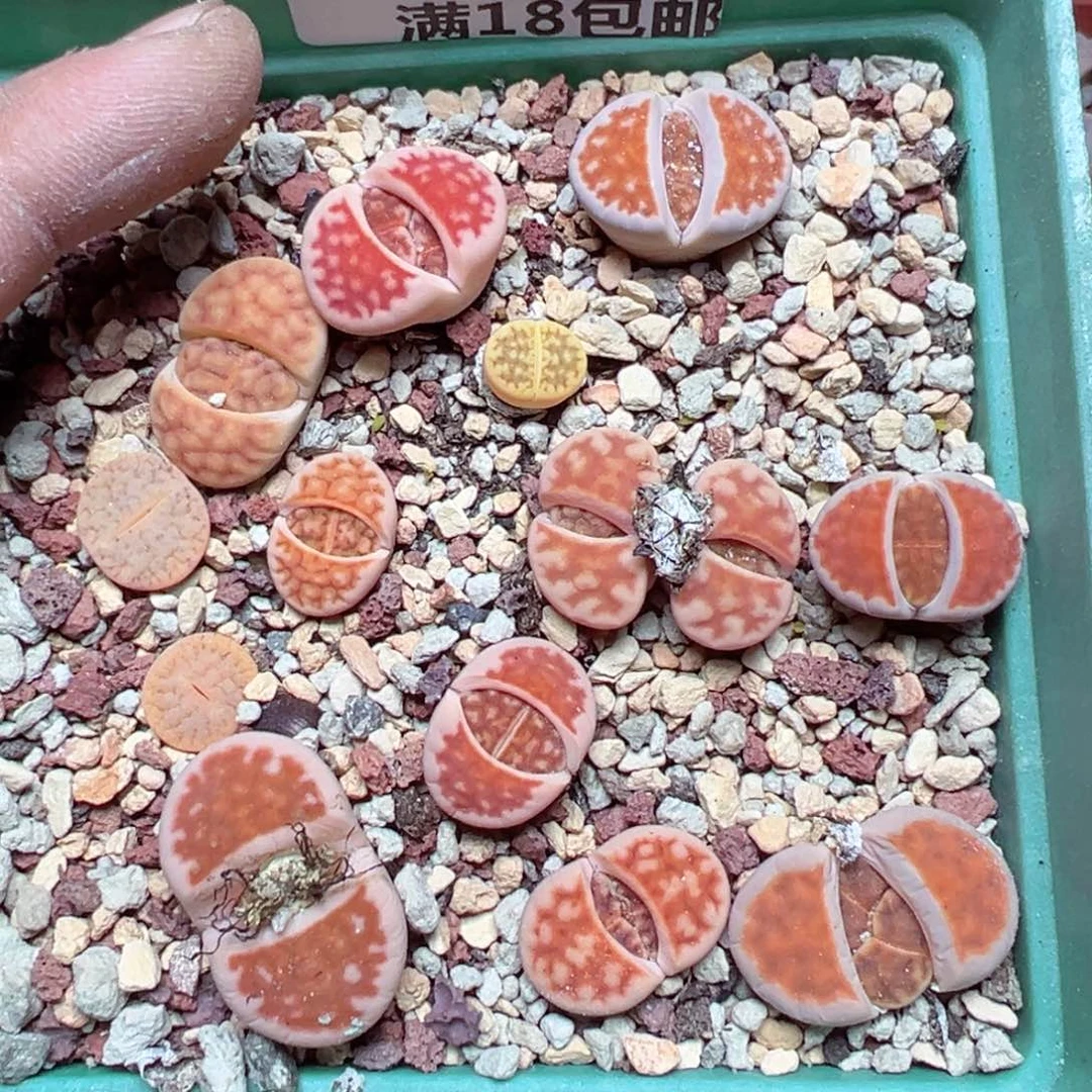 【闪购商品】 1600。