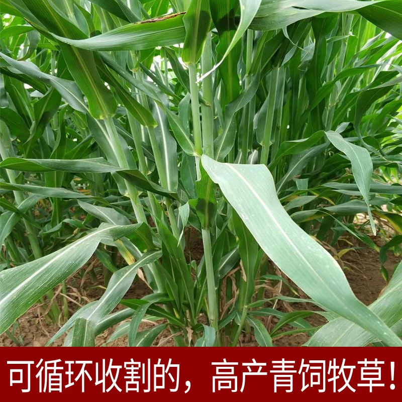 百绿进口乐食高产高丹王草种子 刘哥牧草种子