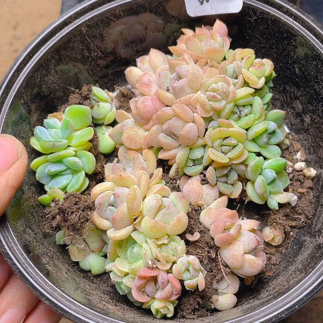 多肉植物多肉植物378
