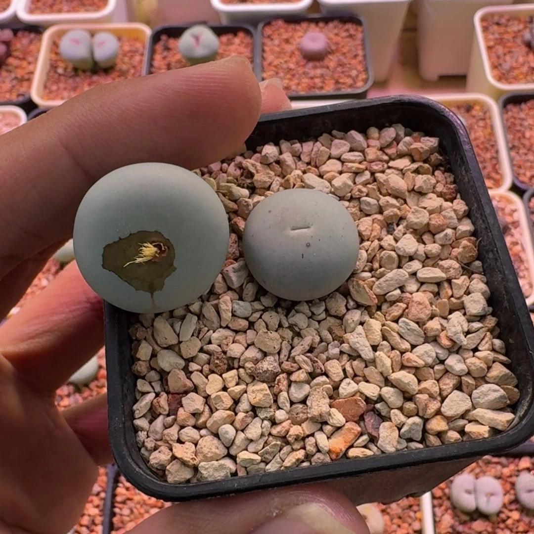 高***黎云缦精品番杏15.22