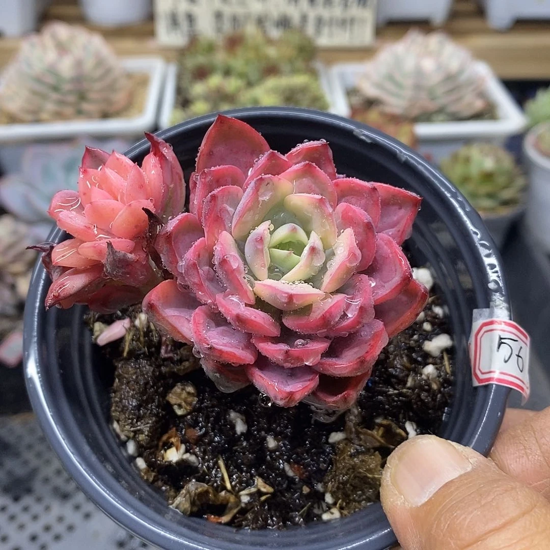 1356 优选雨滴锦