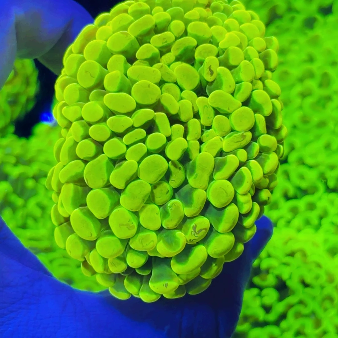 J***W纽扣珊瑚分支金猪腰