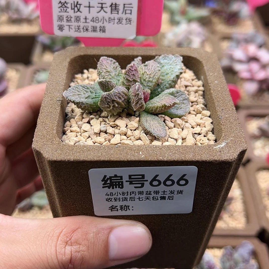 ?*?666大鱼海棠多肉植物