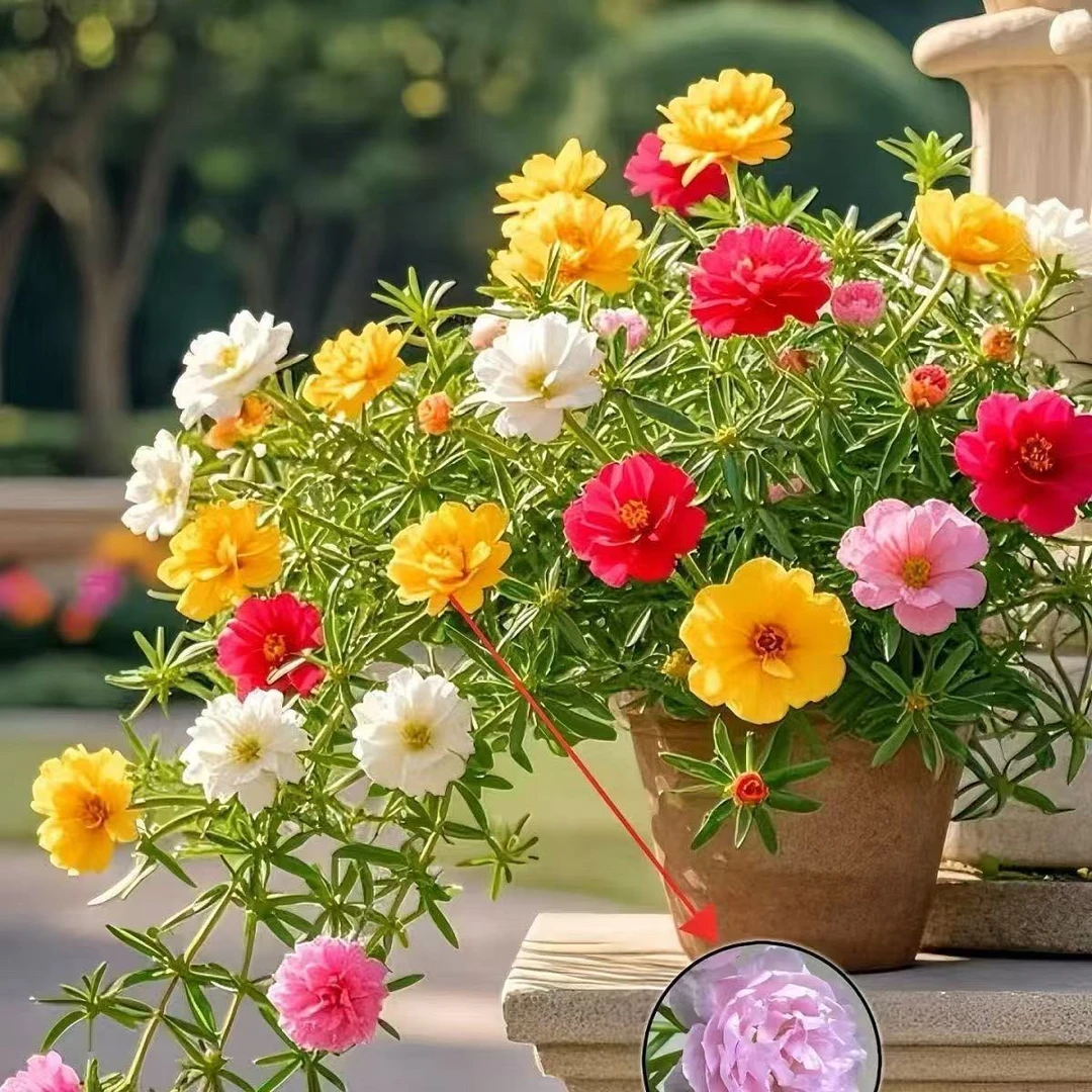 重瓣太阳花苗四季开花宿根耐寒耐热好养适合阳台庭院