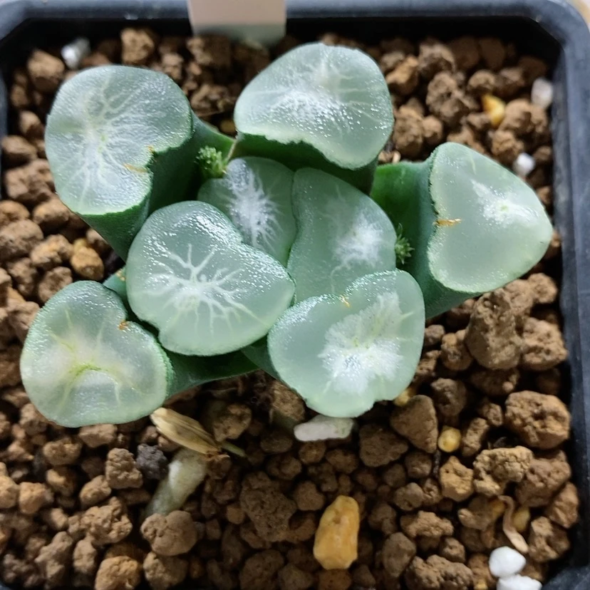 【闪购商品】81望乡万象