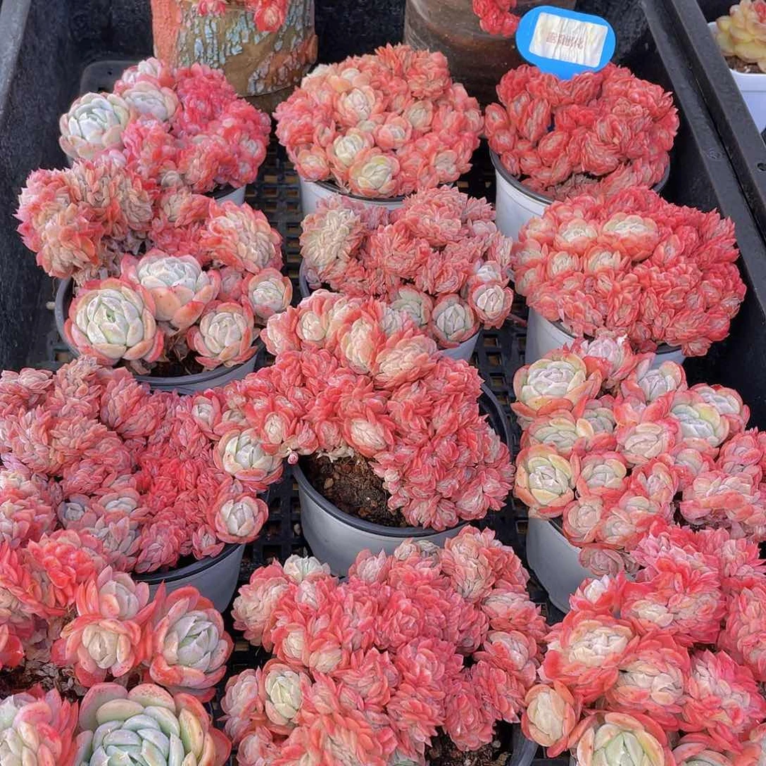 量拍67号 胭脂缀化一个