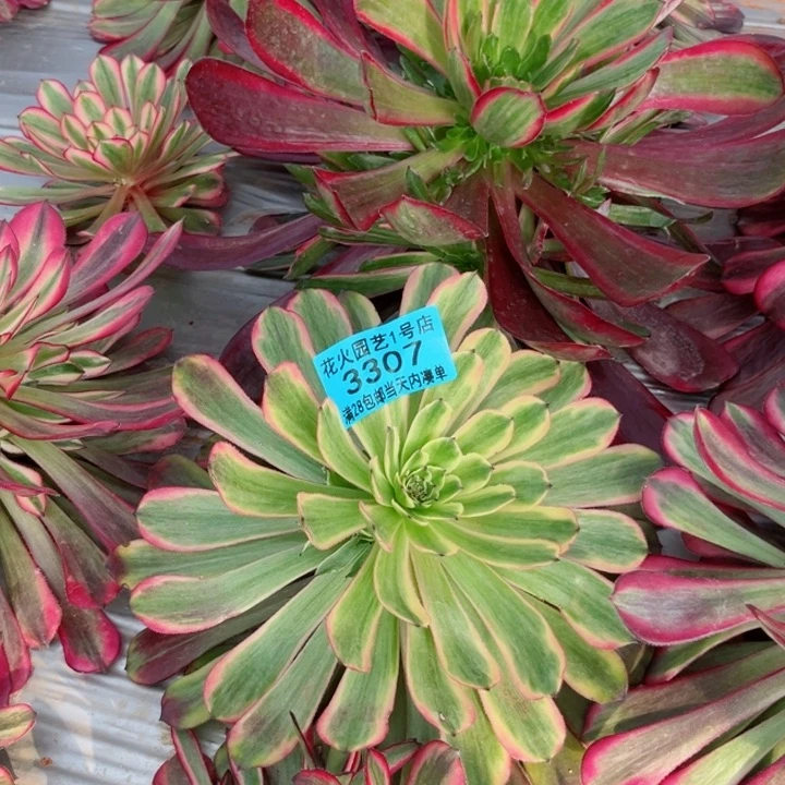 不知名 3307多肉植物