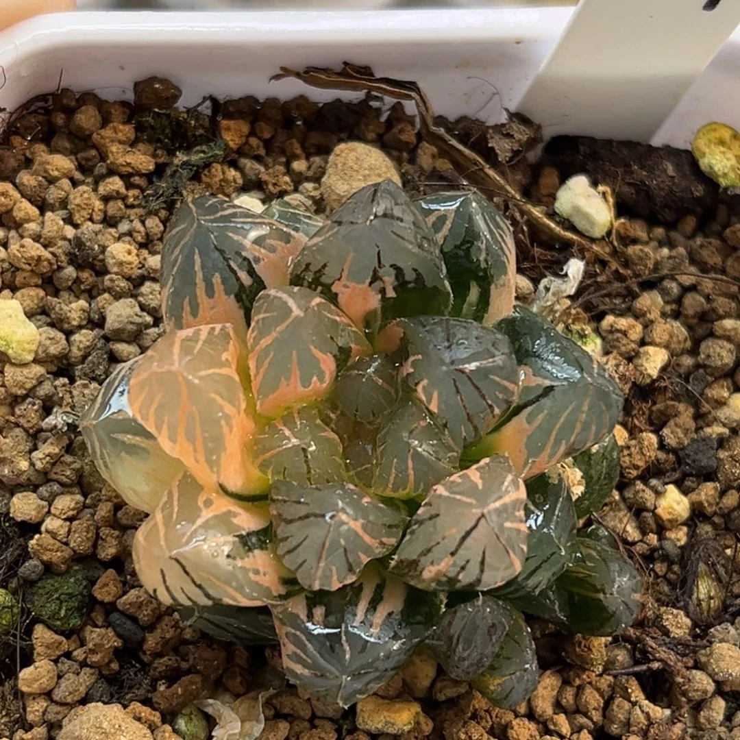 89龙爪玉露锦福利专场