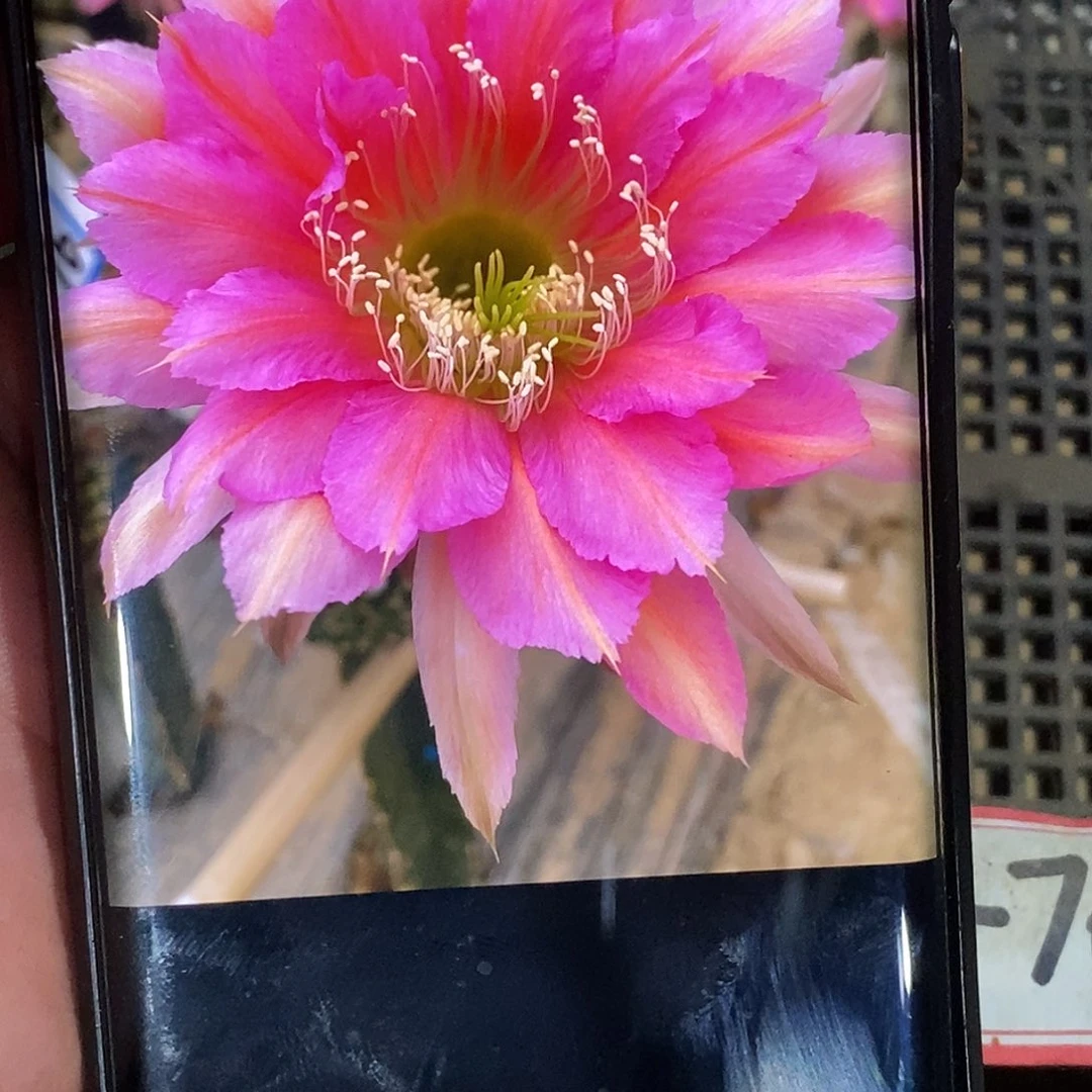 彩 3–76 2个 光环侧芽无根