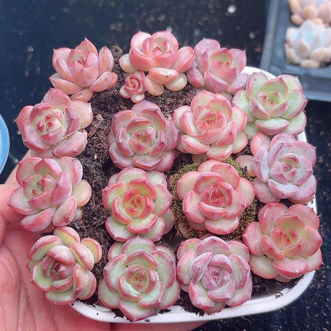 如图品质15颗红珍妮 新疆西藏内蒙不发货