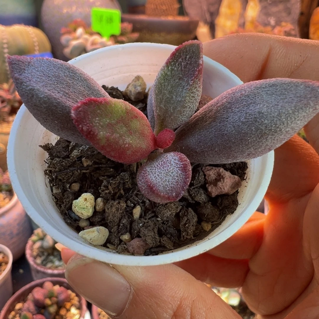 一组自拍，感谢支持1