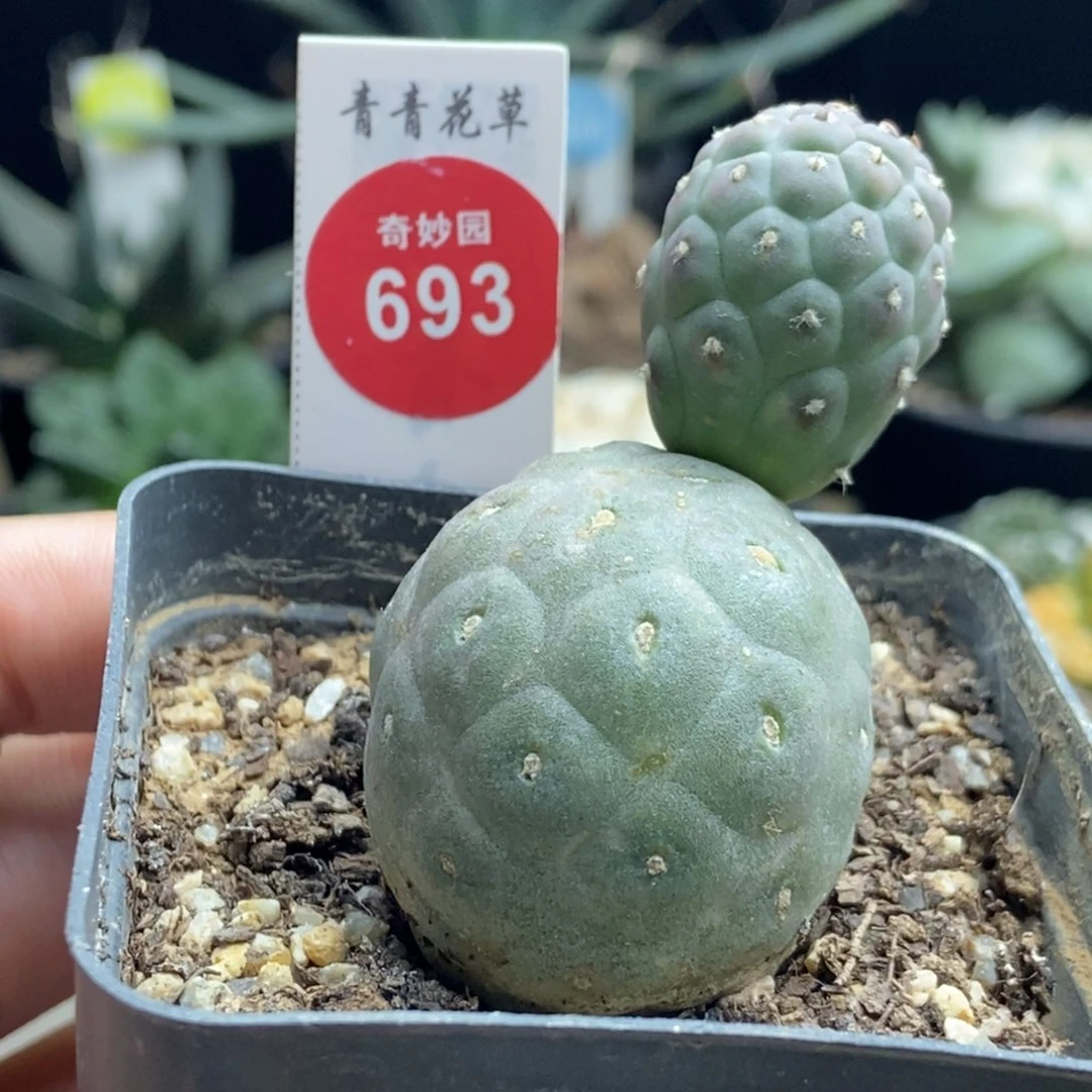 无刺雪人习志野特价