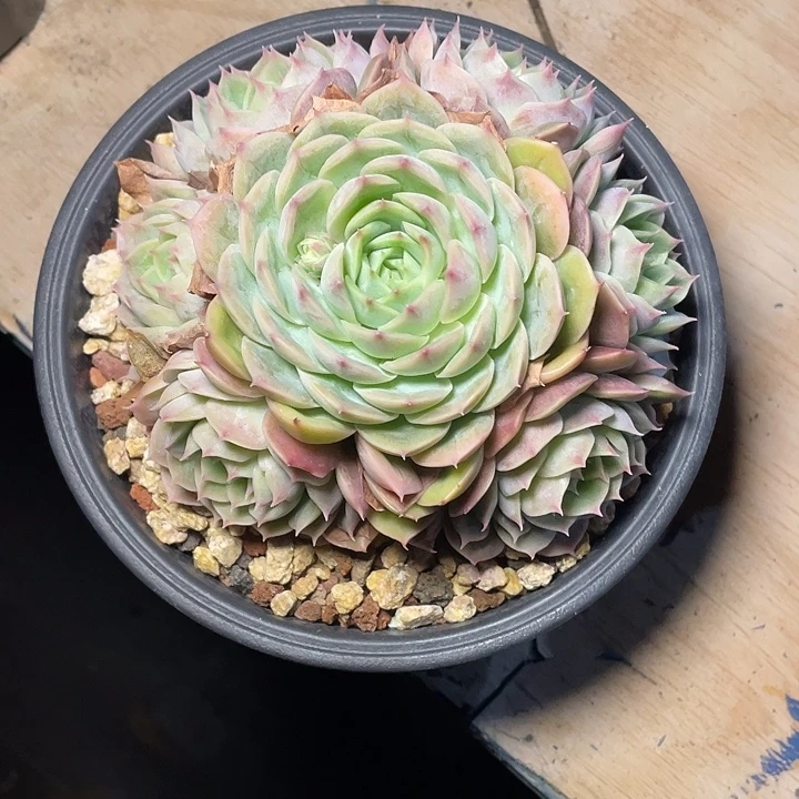 多肉凉凉昂斯诺昂斯诺