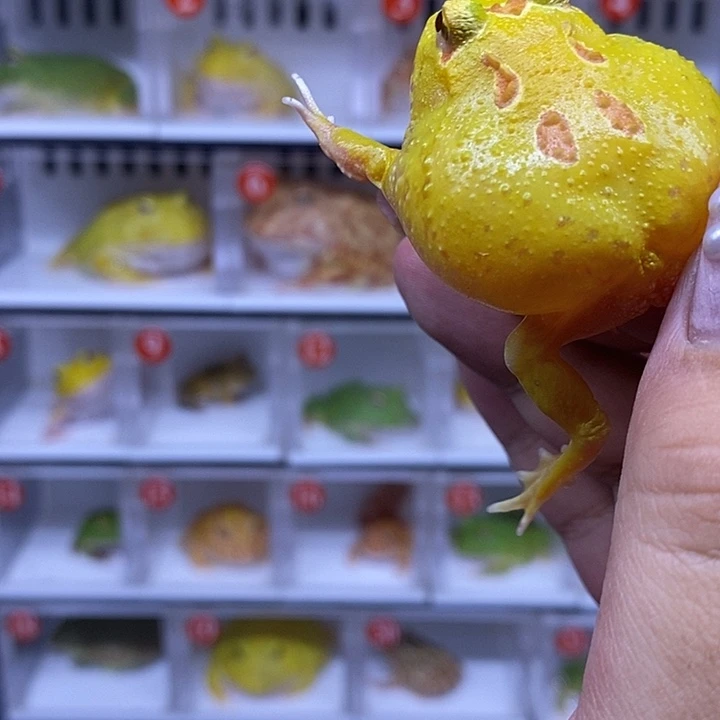 角蛙恭喜发财大吉大利