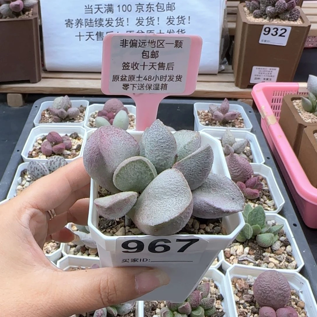 967谪仙多肉植物