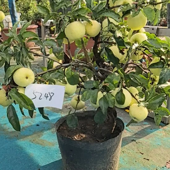 完全开放精品苹果盆景