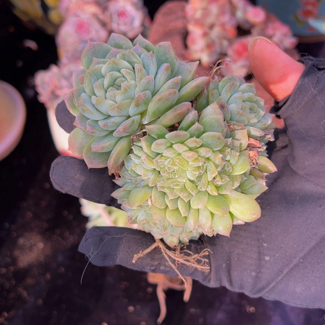 鸡油黄琥珀缀微瑕