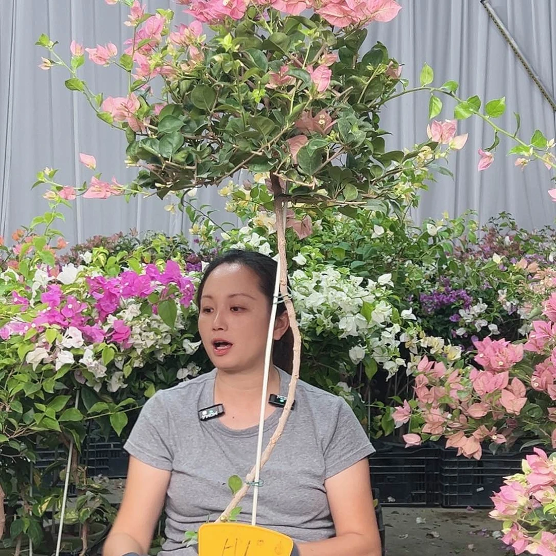 蓉***儿当前无花栽培后可以开花H1米罗