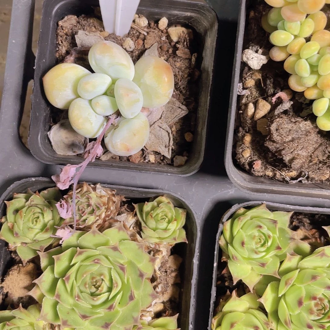 精品福利001多肉植物