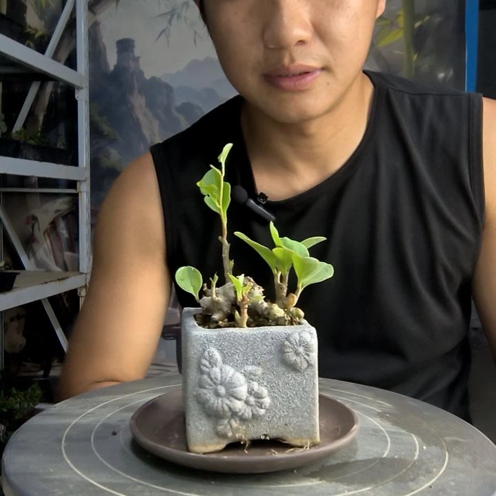 ?中青园艺一物一拍212