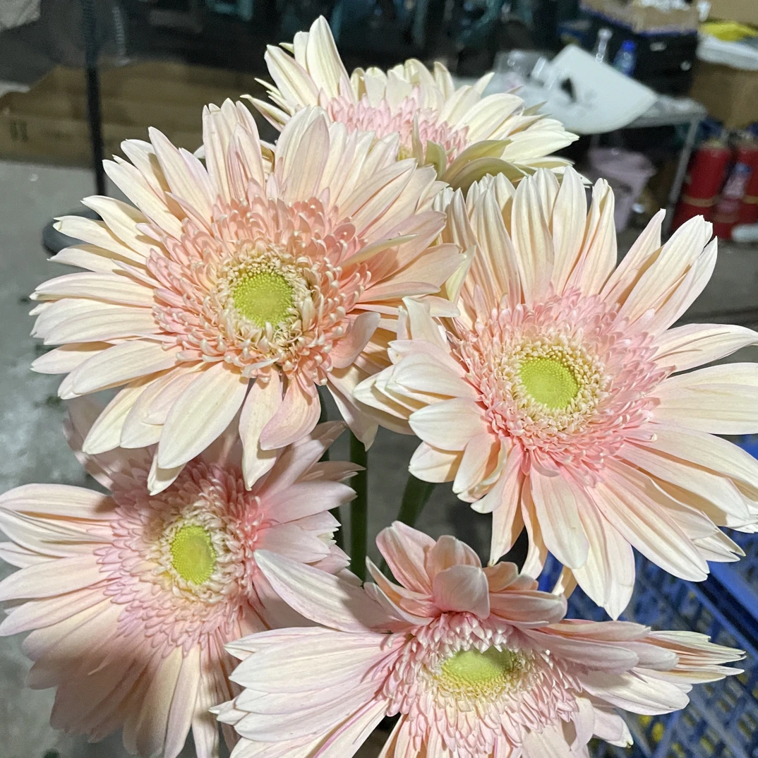 爱情海非洲菊10支