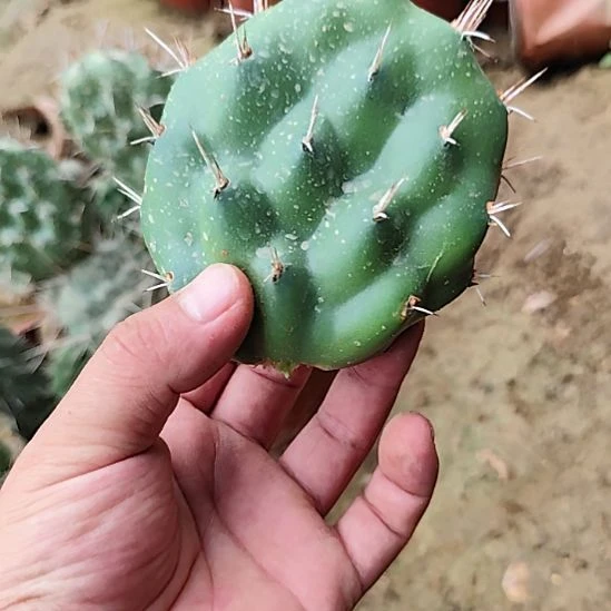 杰拉德硫磺仙人掌无根叶片