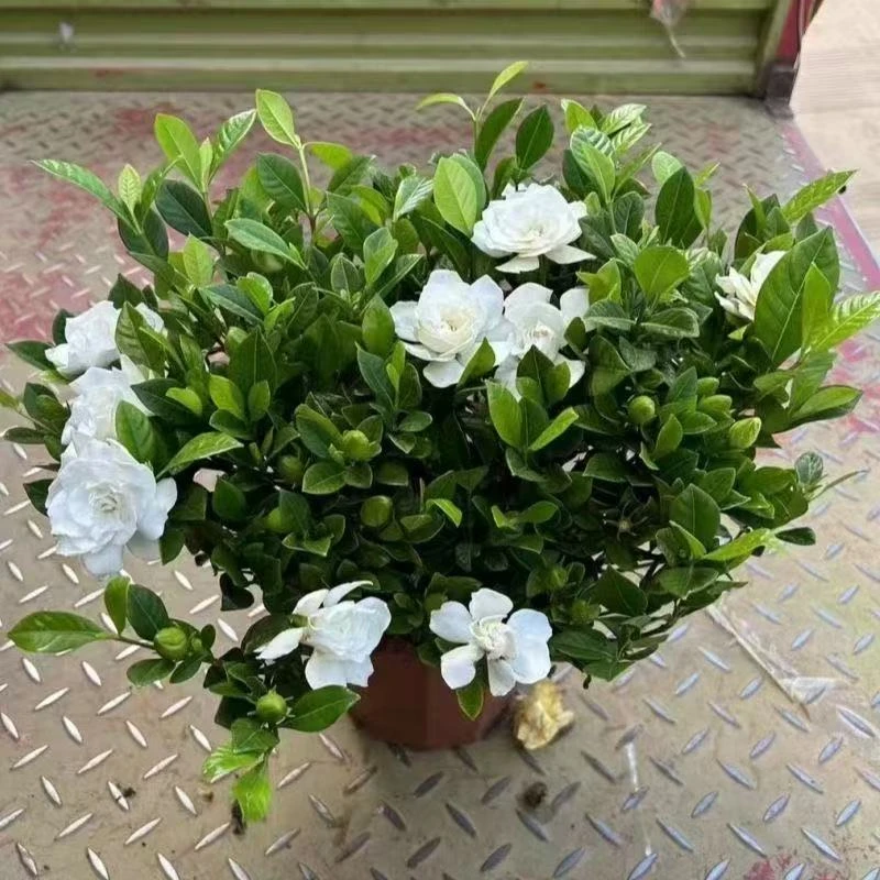 特大盆浓香重瓣栀子花盆栽带花苞四季开花室内好养绿植