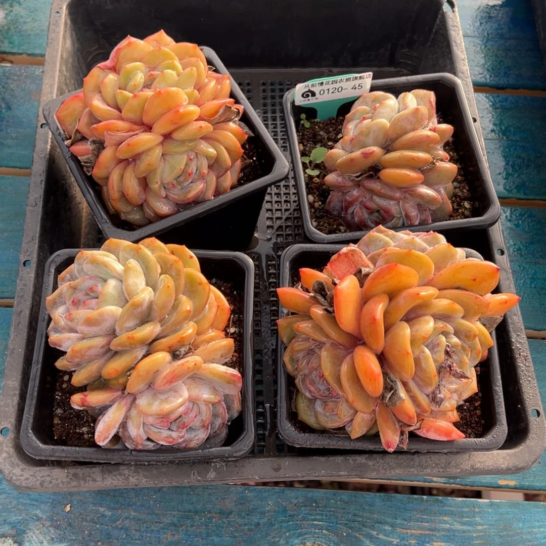 从前慢多肉精选编号0120.45