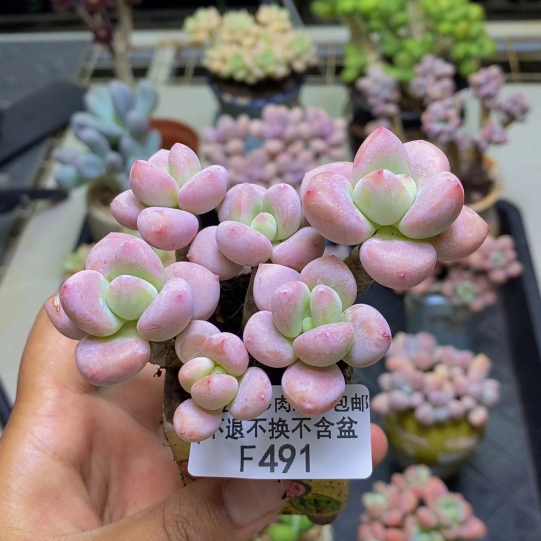 491樱花洛神多肉6c m