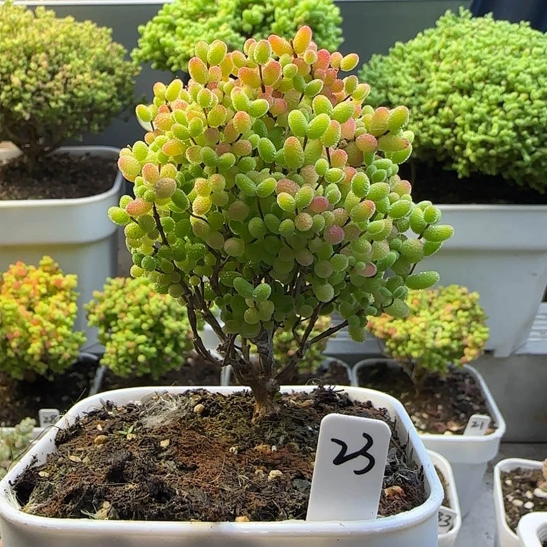 蜜橘糖球枝干番杏