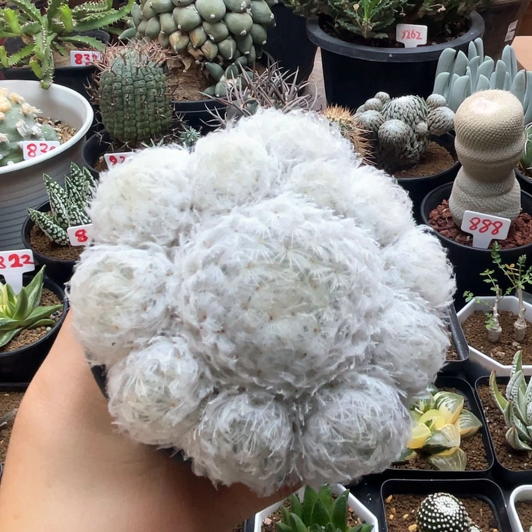 实生羽毛佛头白星仙人球