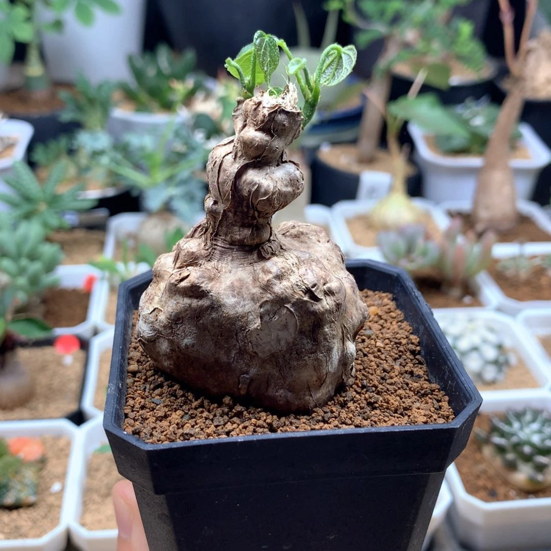 泰国树葡萄带盆多肉