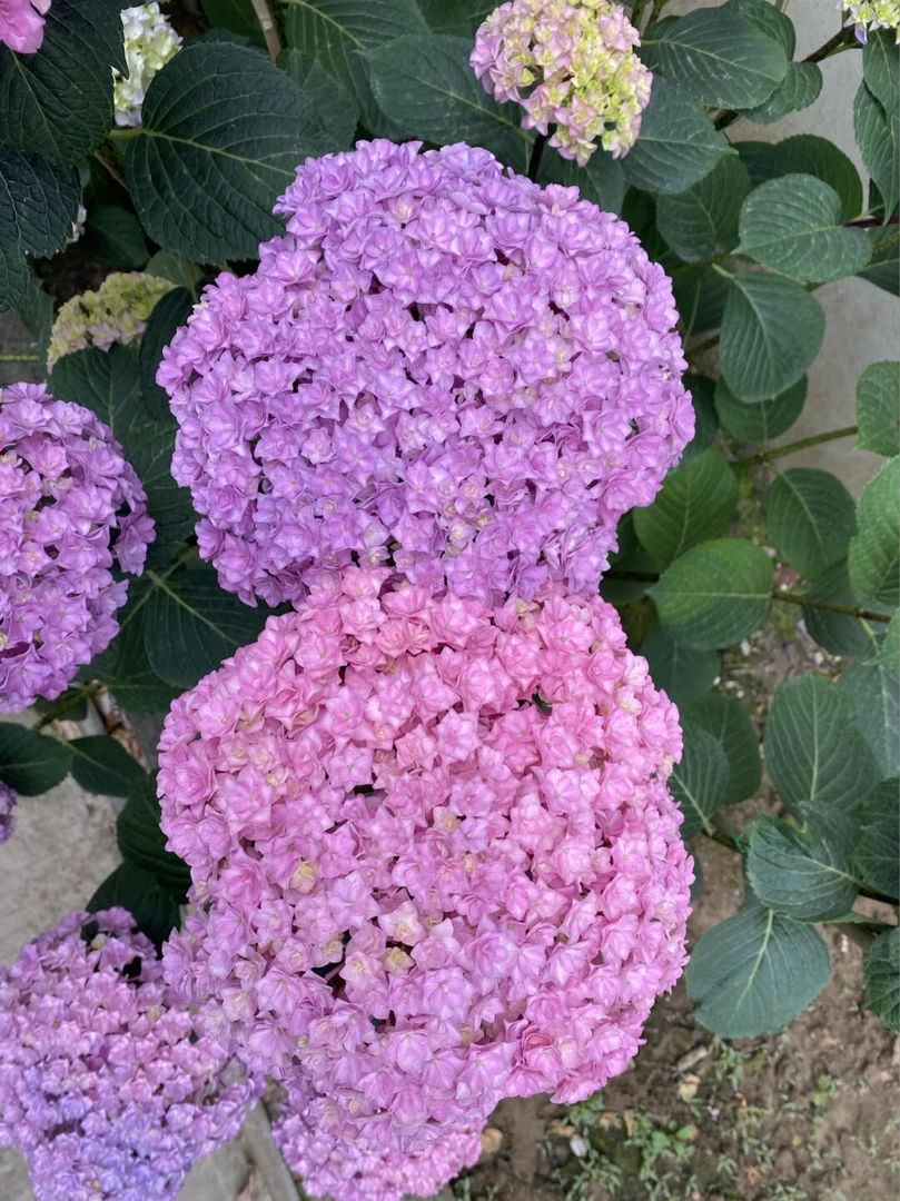 太阳神殿大花球露天盆栽可晒阳台卧室庭院可养