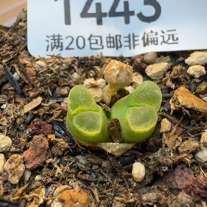 冰风铃带盆土。