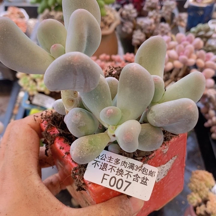 我**洋米可奶8cm007多肉植物