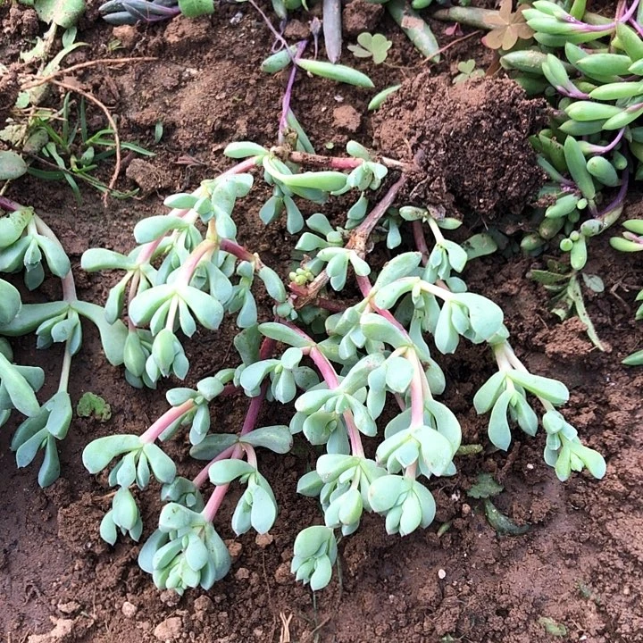 一物一拍白凤菊101