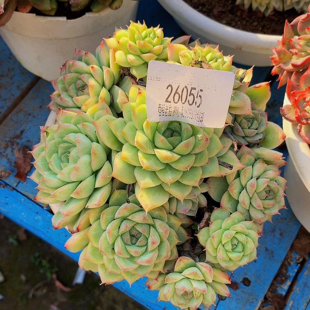 球***球麦秆26055多肉多肉