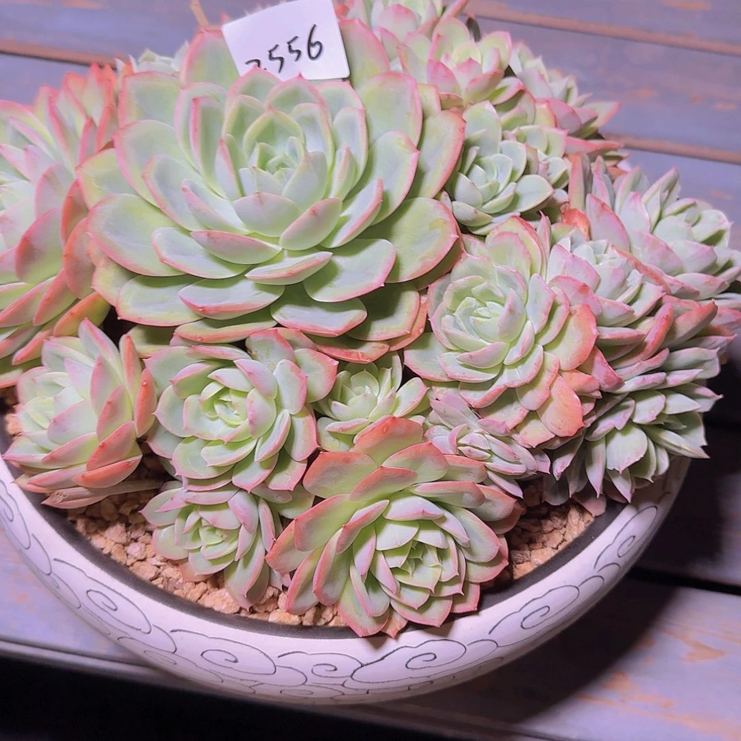 来***张2556桃花坞带盆多肉植物