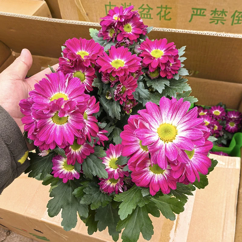 南极星小雏菊荷兰菊(新品种  花期长 颜值高)阳台庭院开花植物