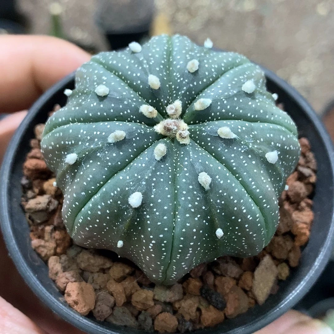 孤品实生优选高脚海星指纹兜5.2cm