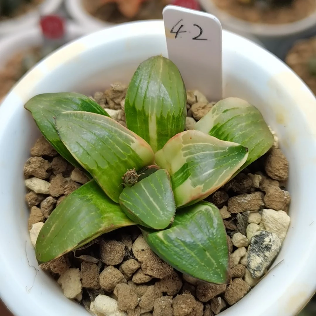 42号史扑锦一物一拍带盆土发货