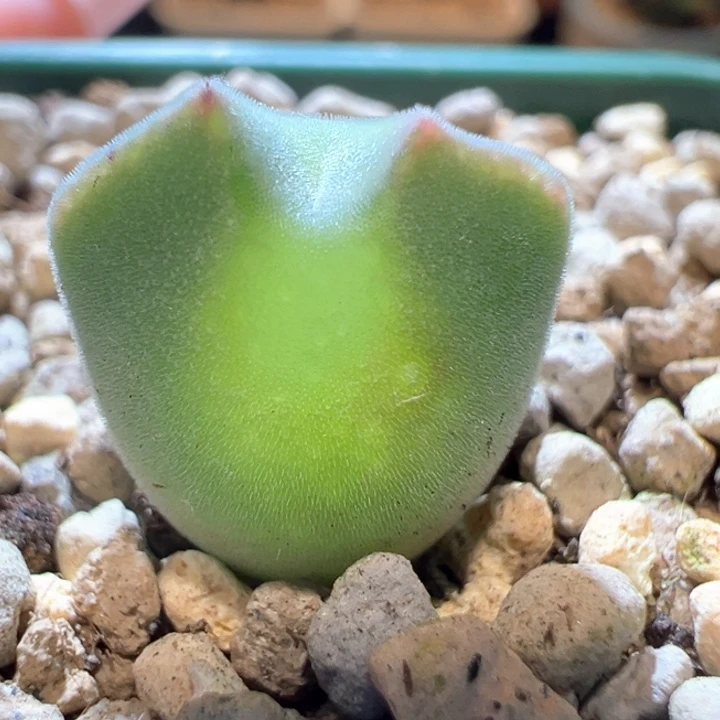 679。青蛙2年窄耳短耳长眼大大眼空蝉 有潜力！限时福利