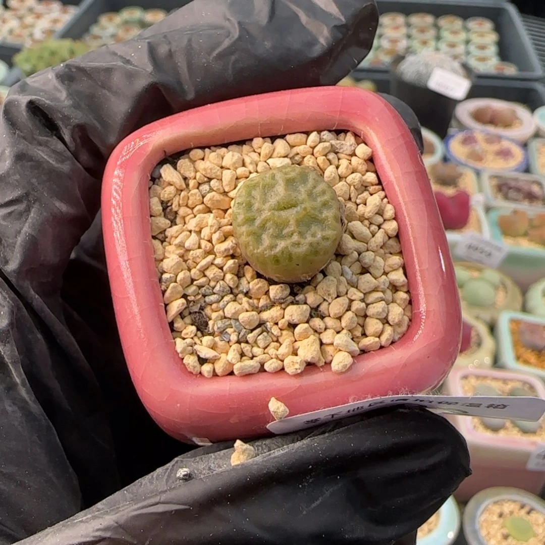 4982--一物一拍 带盆