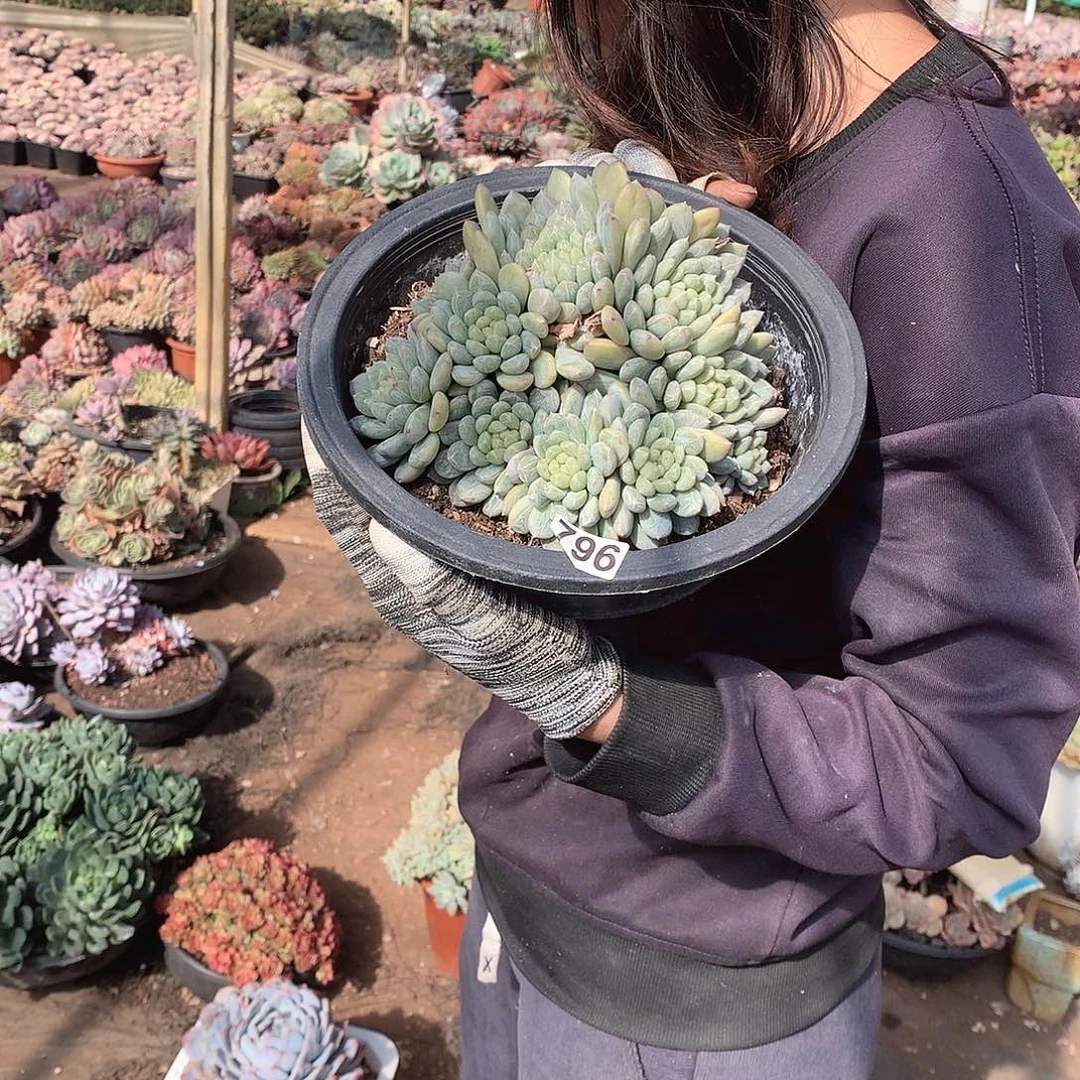 796百搭翡翠 一物一拍多肉