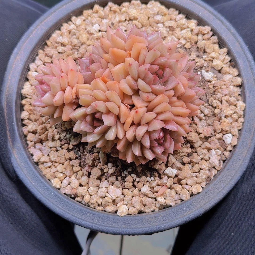 姐姐专拍一物一拍