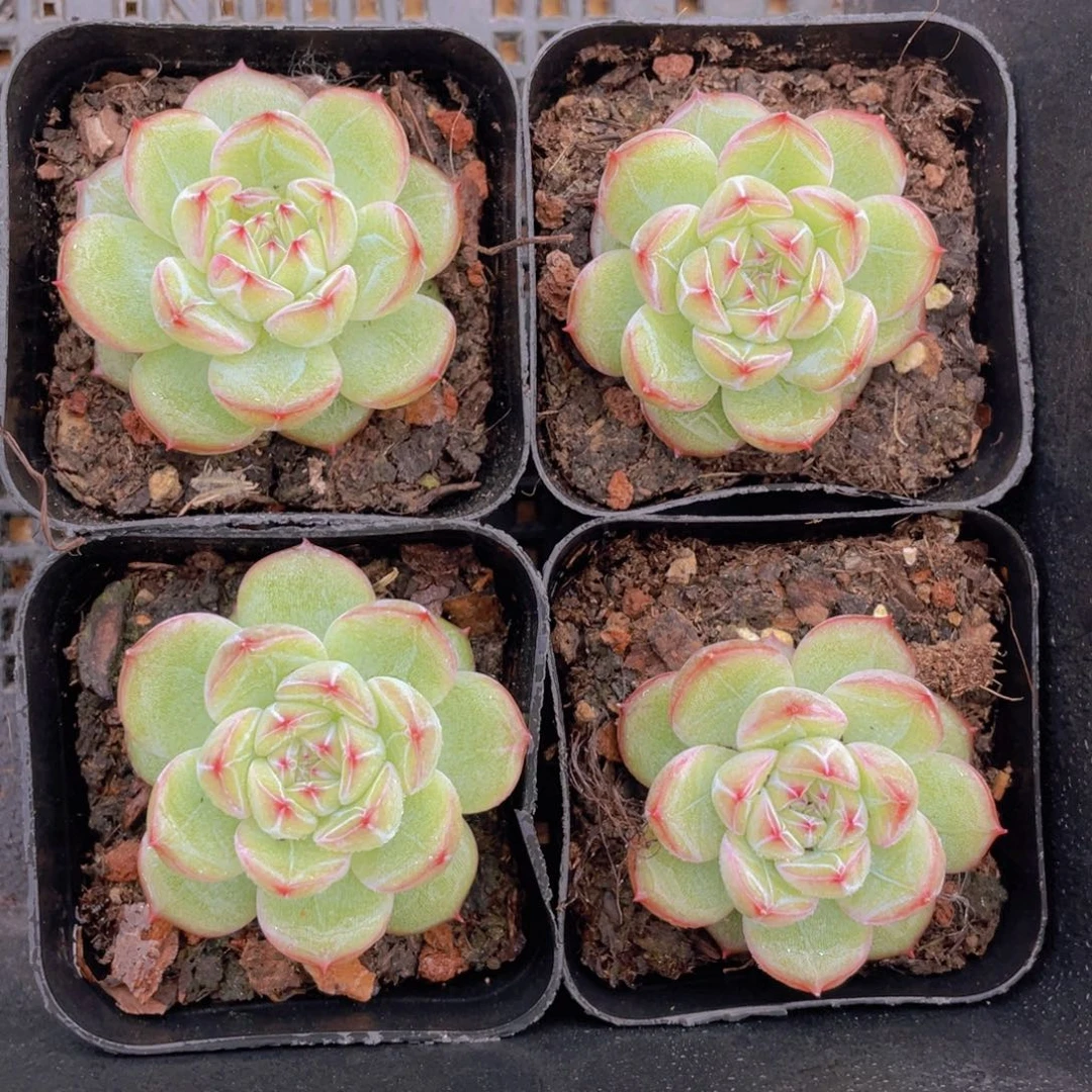 460号 雪花珍妮单头一个